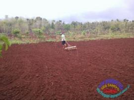 Hujan Lebat, Warga Mulai Berbondong-bondong Ke Ladang